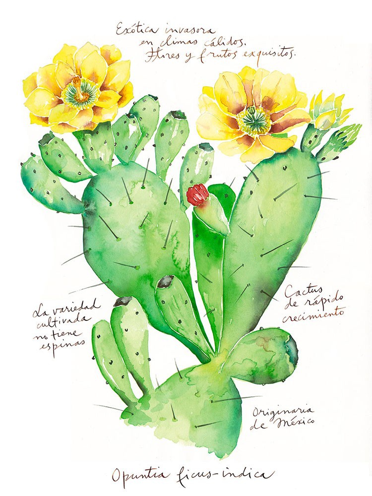 illustration-lucile-prache-cactus.jpg - Lucile PRACHE | Virginie