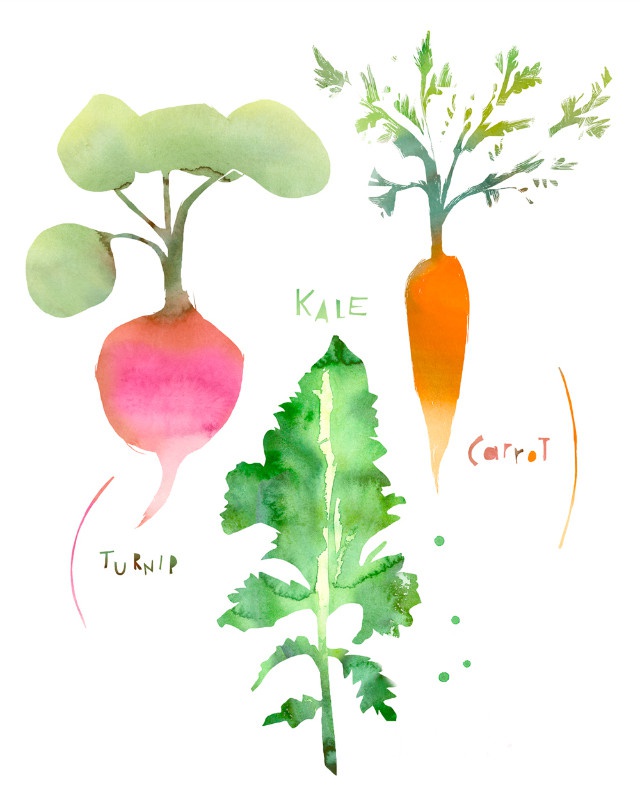 illustration-lucile-prache-legumes.jpg - Lucile PRACHE | Virginie
