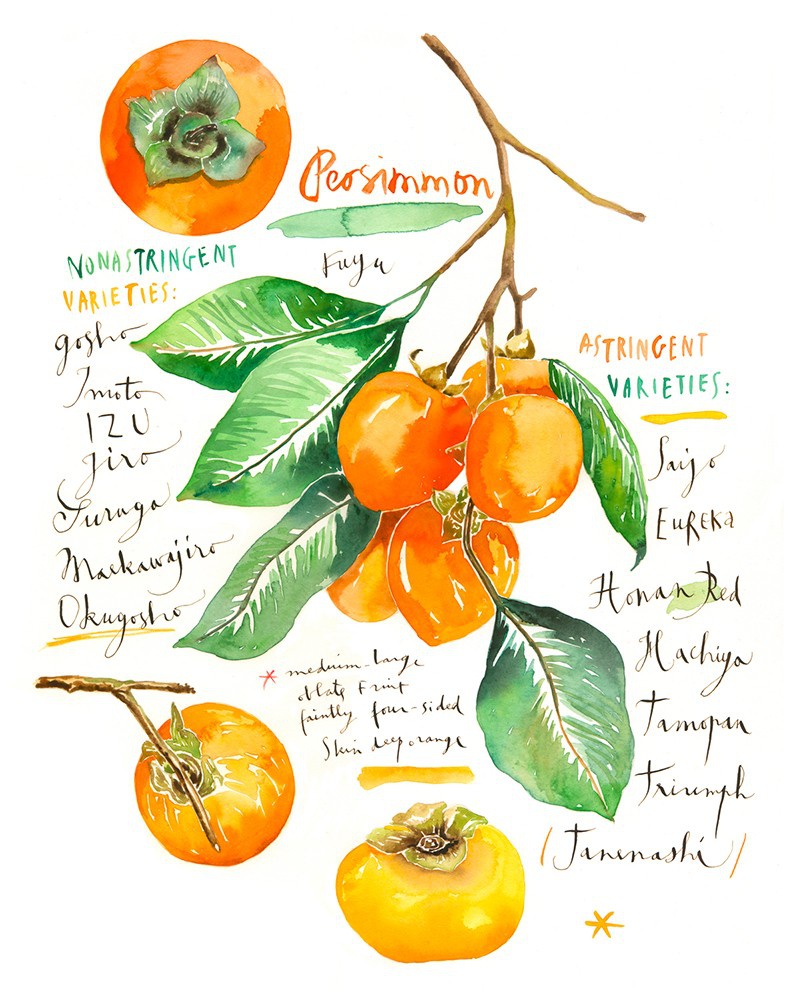 illustration-lucile-prache-persimmon.jpg - Lucile PRACHE | Virginie
